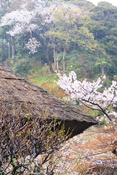 円覚寺 / Engakuji 2022/4/3