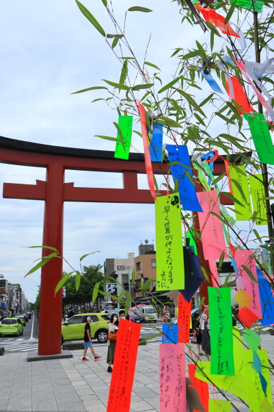 鶴岡八幡宮 / tsurugaokahachimangu 2022/7/3