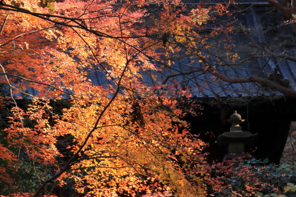 妙本寺 / Myohonji  2023-1-8